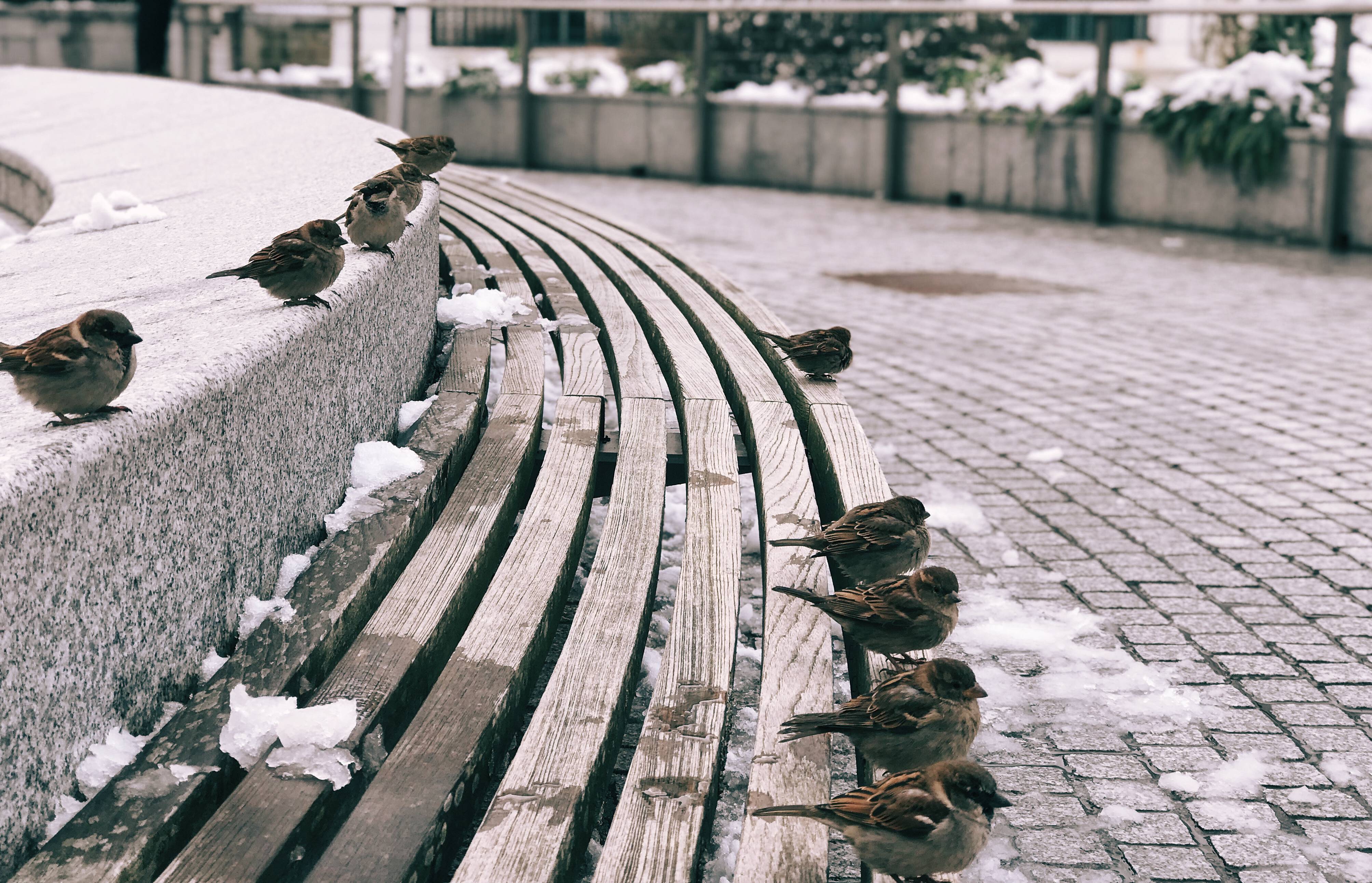 Oiseaux et neige à Biarritz